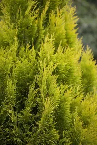 Thuja plic. '4-ever Goldy' - 80-100 CM RB - image 5