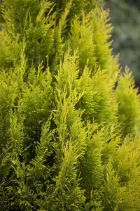 Thuja plic. '4-ever Goldy' - 30-40 CM C3.5 - image 5