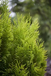 Thuja plic. '4-ever Goldy' - P9 - image 3
