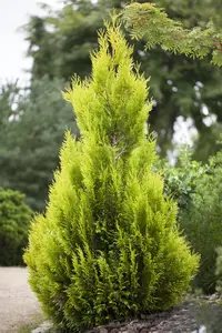 Thuja plic. '4-ever Goldy' - P9 - image 4