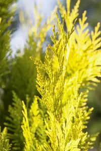 Thuja plic. '4-ever Goldy' - P9 - image 5