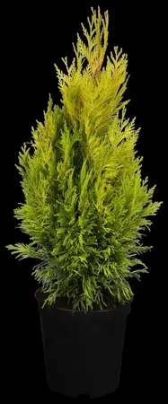 Thuja plic. '4-ever Goldy' - 80-100 CM RB - image 2
