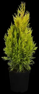 Thuja plic. '4-ever Goldy' - 30-40 CM C3.5 - image 2