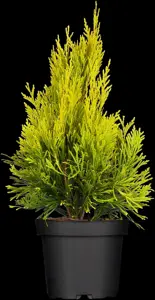 Thuja plic. '4-ever Goldy' - 80-100 CM RB - image 3