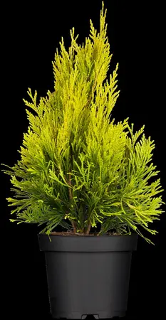Thuja plic. '4-ever Goldy' - 30-40 CM C3.5 - image 3