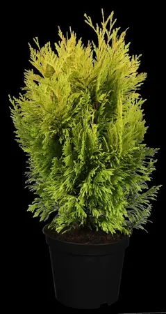 Thuja plic. '4-ever Goldy' - 80-100 CM RB - image 1