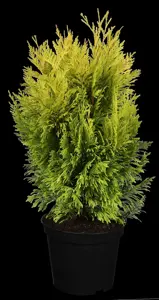 Thuja plic. '4-ever Goldy' - 80-100 CM RB - image 1
