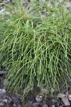 Thuja plic. 'Whipcord' - 3 Ltr pot - image 3