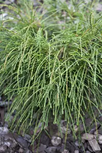 Thuja plic. 'Whipcord' - 40 CM STEM C15 - image 2