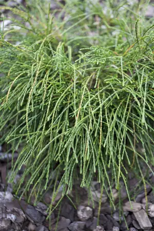 Thuja plic. 'Whipcord' - 2 Ltr pot - image 2