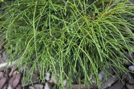 Thuja plic. 'Whipcord' - 3 Ltr pot - image 2