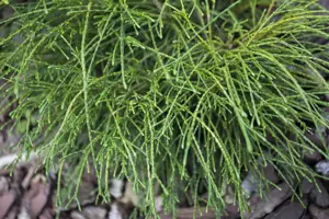 Thuja plic. 'Whipcord' - 3 Ltr pot - image 2