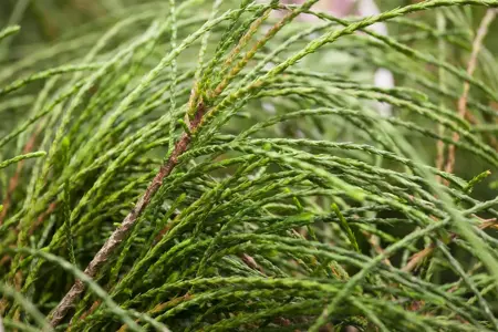 Thuja plic. 'Whipcord' - 3 Ltr pot - image 4