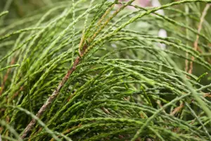 Thuja plic. 'Whipcord' - 3 Ltr pot - image 4