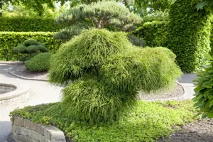 Thuja plic. 'Whipcord' - 3 Ltr pot - image 5