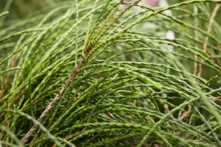 Thuja plic. 'Whipcord' - 40 CM STEM C15 - image 3