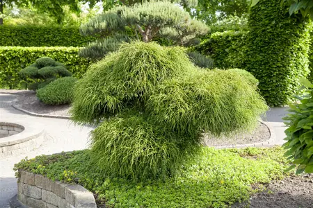 Thuja plic. 'Whipcord' - 2 Ltr pot - image 4