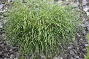 Thuja plic. 'Whipcord' - 2 Ltr pot - image 5