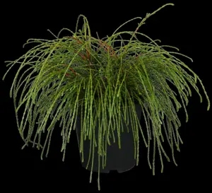 Thuja plic. 'Whipcord'