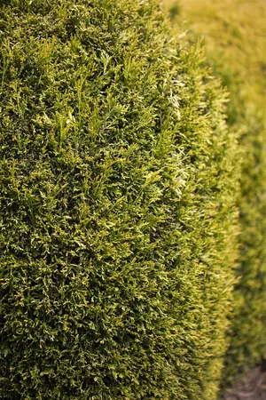 Thuja plicata - Plug/Celgrown - image 2