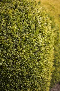 Thuja plicata - Plug/Celgrown - image 2