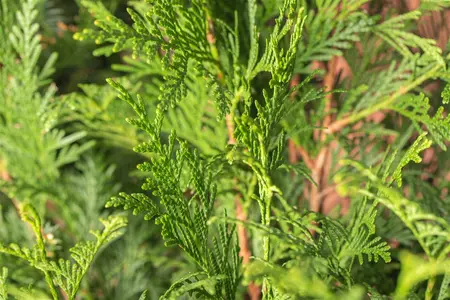 Thuja plicata 'Atrovirens' - 80-100 CM C3 - image 4