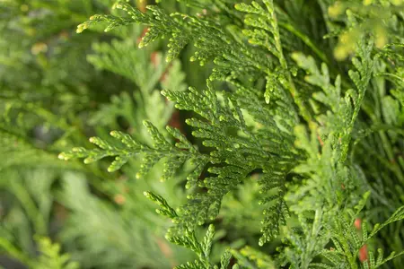 Thuja plicata 'Atrovirens' - 80-100 CM C3 - image 5