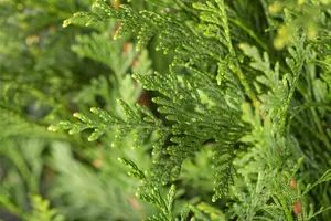 Thuja plicata 'Atrovirens' - 125-150 CM C10 - image 5