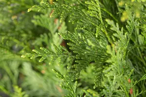 Thuja plicata 'Atrovirens' - 120-140 CM C12 - image 2