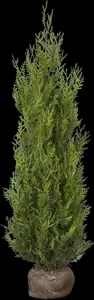 Thuja plicata 'Atrovirens' - 140-160 CM RB - image 3