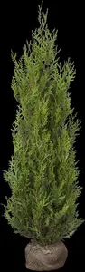 Thuja plicata 'Atrovirens' - 180-200 CM RB - image 3