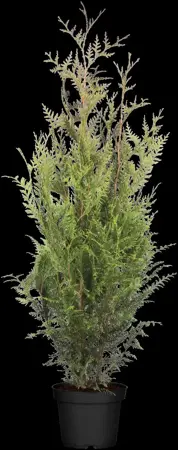 Thuja plicata 'Atrovirens' - 200-225 CM RB - image 1