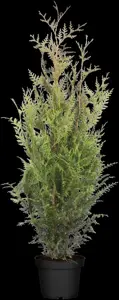 Thuja plicata 'Atrovirens' - SOLITAIR 400-450 CM RB - image 1