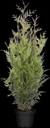 Thuja plicata 'Atrovirens' - 180-200 CM RB - image 1