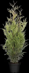 Thuja plicata 'Atrovirens' - 180-200 CM RB - image 1