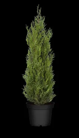 Thuja plicata 'Atrovirens' - P9 - image 2