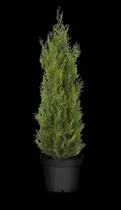 Thuja plicata 'Atrovirens' - BEEHIVE H 250-300 CM W 180-200 CM RB - image 2