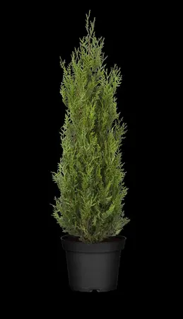 Thuja plicata 'Atrovirens' - 180-200 CM RB - image 2