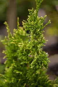 Thuja plicata 'Cancan' - LINERS 28 CEL TRAY P9 SIZE