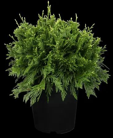 Thuja plicata 'Cancan' - 2 Ltr pot - image 2