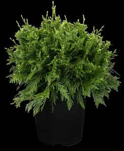 Thuja plicata 'Cancan' - 2 Ltr pot - image 2