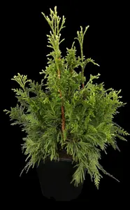 Thuja plicata 'Cancan'