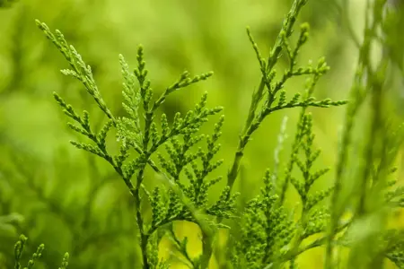 Thuja plicata 'Excelsa' - P9 - image 1