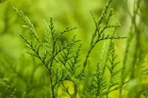 Thuja plicata 'Excelsa'