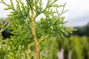 Thuja plicata 'Excelsa' - SOLITAIR 300-350 CM RB - image 2