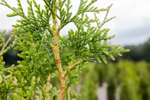 Thuja plicata 'Excelsa' - SOLITAIR 600-650 CM RB - image 2