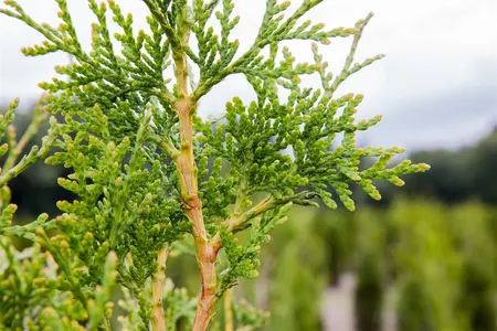 Thuja plicata 'Excelsa' - LINERS 18 CEL TRAY P9 SIZE - image 2
