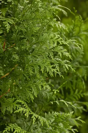Thuja plicata 'Gelderland' - 150-175 CM RB - image 2