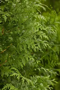 Thuja plicata 'Gelderland' - 150-175 CM RB - image 2