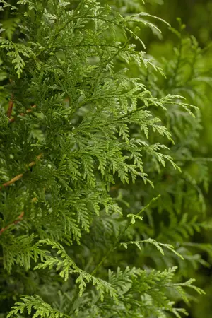 Thuja plicata 'Gelderland' - 125-150 CM C15